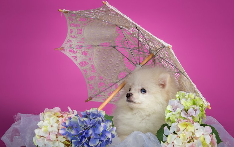 белый, щенок, зонтик, гортензия, шпиц, white, puppy, umbrella, hydrangea, spitz