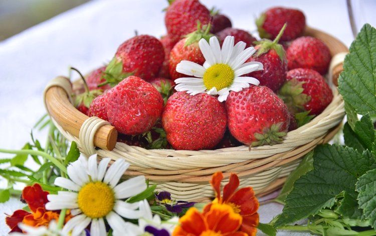 клубника, ромашка, корзина, ягоды, бархатцы, strawberry, daisy, basket, berries, marigolds