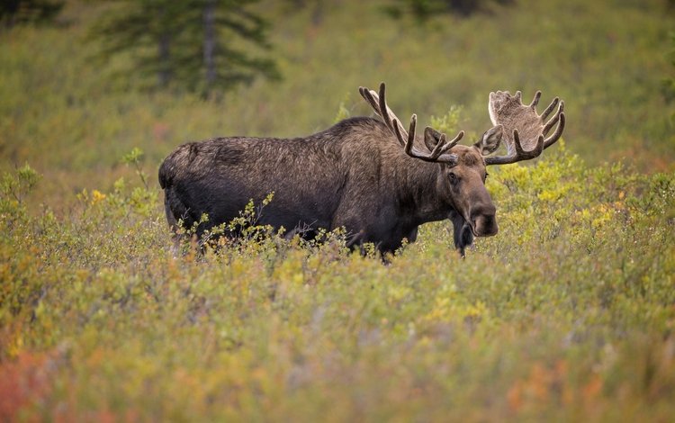 рога, лось, сохатый, horns, moose, elk