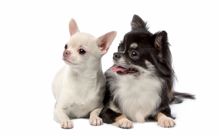 взгляд, белый фон, щенки, собаки, мордочки, дуэт, милые, чихуахуа, look, white background, puppies, dogs, faces, duo, cute, chihuahua