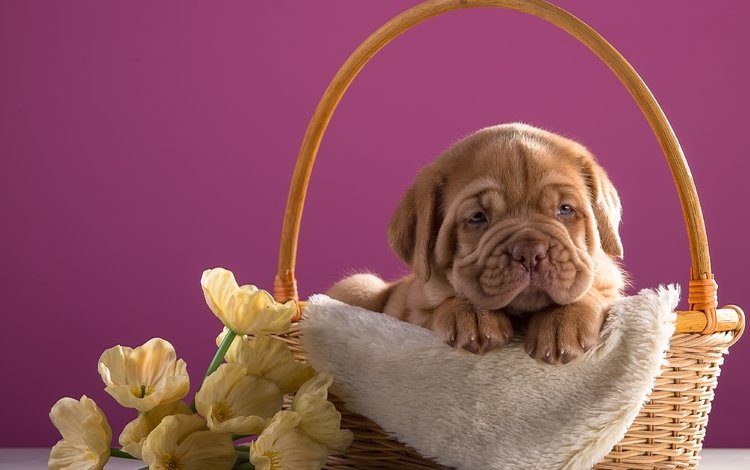 цветы, собака, щенок, корзина, порода, бордоский дог, дог, бордоский, flowers, dog, puppy, basket, breed, dogue de bordeaux, bordeaux