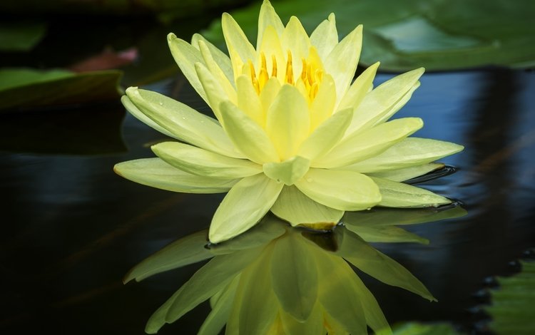 вода, отражение, жёлтая, кувшинка, нимфея, водяная лилия, water, reflection, yellow, lily, nymphaeum, water lily
