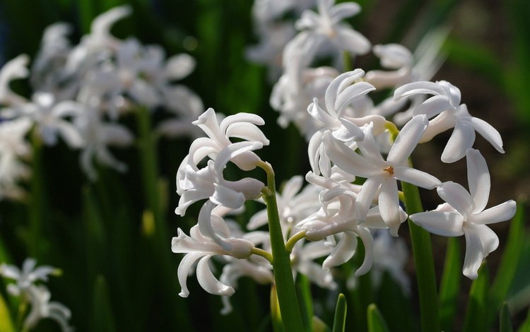 цветы, макро, белый, гиацинт, flowers, macro, white, hyacinth