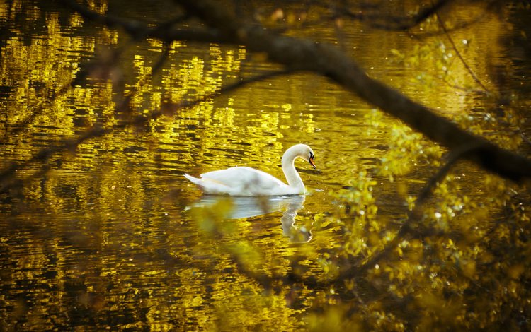 озеро, природа, отражение, птица, лебедь, белый лебедь, лебедь-шипун, lake, nature, reflection, bird, swan, white swan