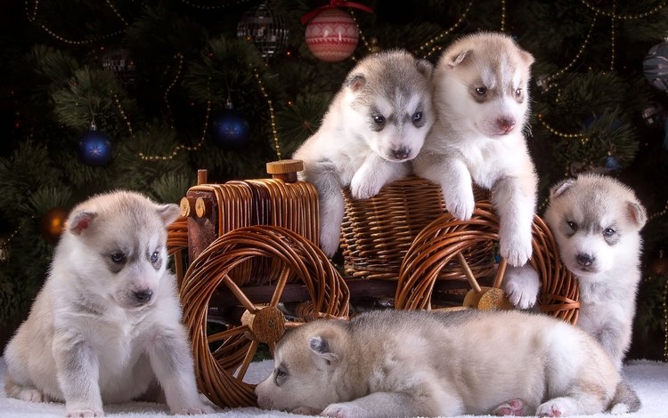 новый год, елка, хаски, щенки, повозка, собаки, пять, сибирский хаски, new year, tree, husky, puppies, wagon, dogs, five, siberian husky