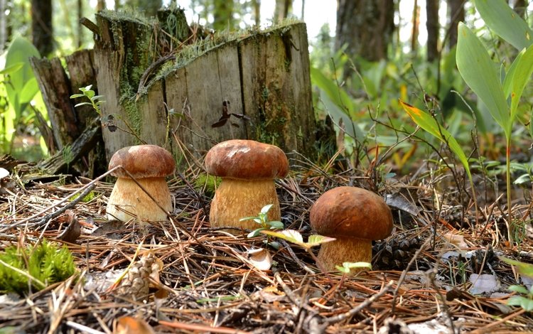 лес, хвоя, грибы, пень, трио, боровики, forest, needles, mushrooms, stump, trio