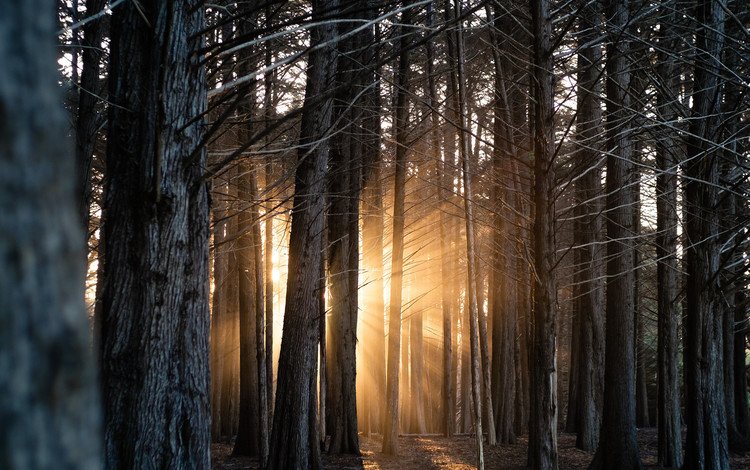 свет, деревья, лес, стволы, солнечные лучи, light, trees, forest, trunks, the sun's rays