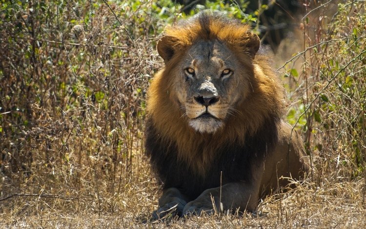 глаза, взгляд, хищник, животное, царь, лев, саванна, царь зверей, eyes, look, predator, animal, king, leo, savannah, the king of beasts