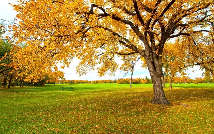 дерево, желтый, листья, осень, tree, yellow, leaves, autumn