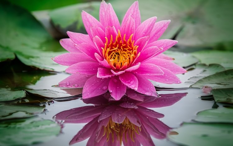 вода, отражение, розовая, нимфея, водяная лилия, water, reflection, pink, nymphaeum, water lily