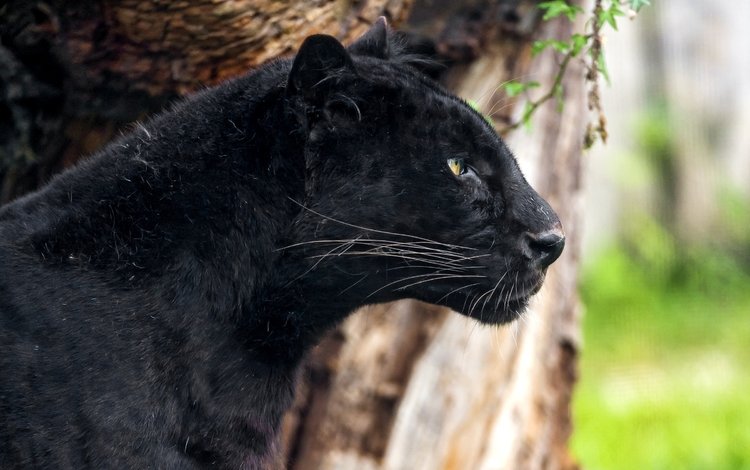 черный, леопард, хищник, профиль, пантера, black, leopard, predator, profile, panther