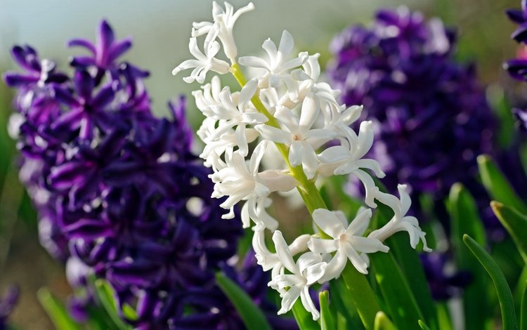 цветы, макро, фиолетовый, белый, гиацинт, flowers, macro, purple, white, hyacinth