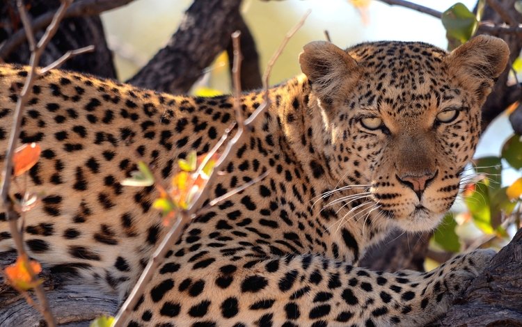 дерево, взгляд, леопард, пятна, хищник, tree, look, leopard, spot, predator