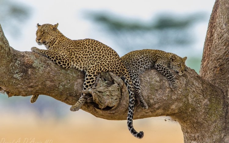 дерево, хищник, отдых, леопарды, tree, predator, stay, leopards