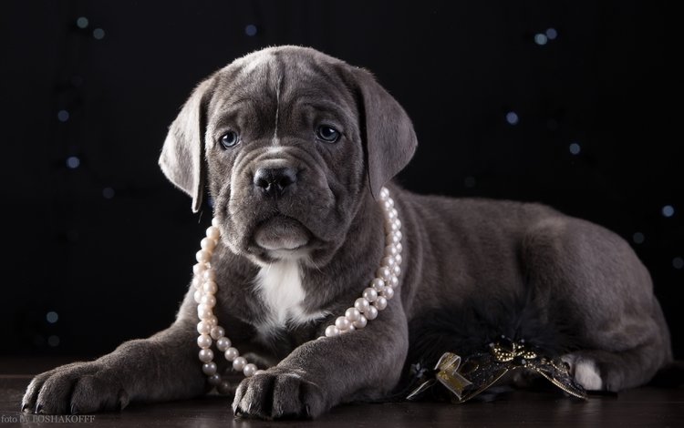 щенок, ожерелье, красавец, кане-корсо, puppy, necklace, handsome, cane corso