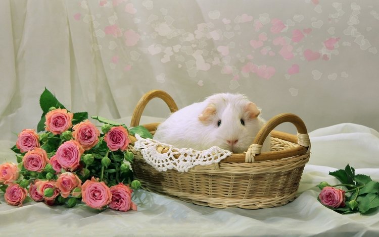 цветы, розы, корзина, салфетка, собаки, грызун, морская свинка, flowers, roses, basket, napkin, dogs, rodent, guinea pig