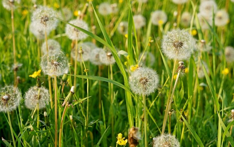 трава, лето, пушистый, луг, одуванчики, grass, summer, fluffy, meadow, dandelions