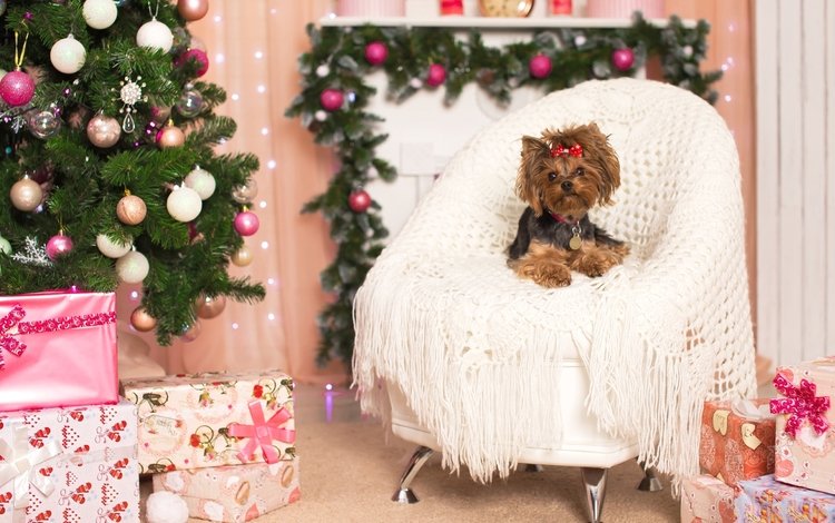 новый год, елка, кресло, праздник, бантик, йоркширский терьер, new year, tree, chair, holiday, bow, yorkshire terrier
