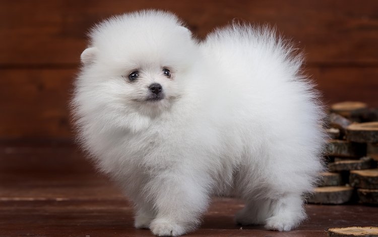 пушистый, белый, щенок, милый, шпиц, fluffy, white, puppy, cute, spitz