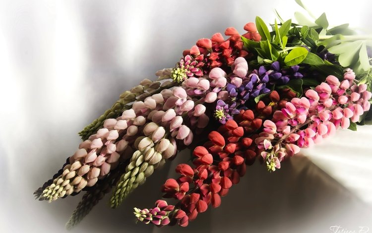 цветы, макро, букет, люпин, flowers, macro, bouquet, lupin