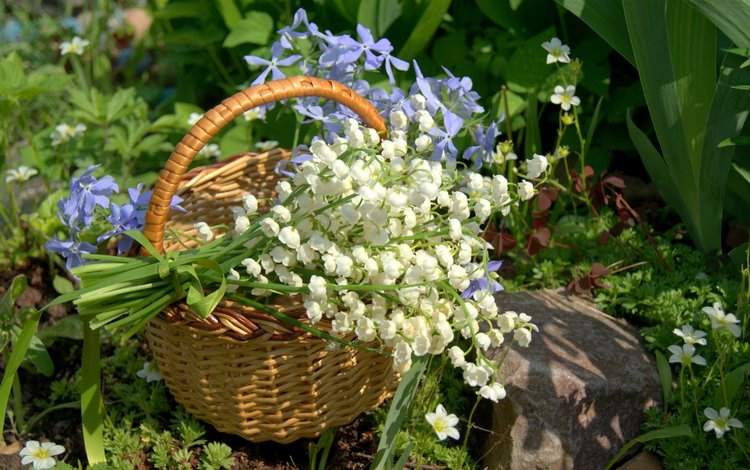 цветы, природа, ландыши, корзина, барвинок, flowers, nature, lilies of the valley, basket, periwinkle