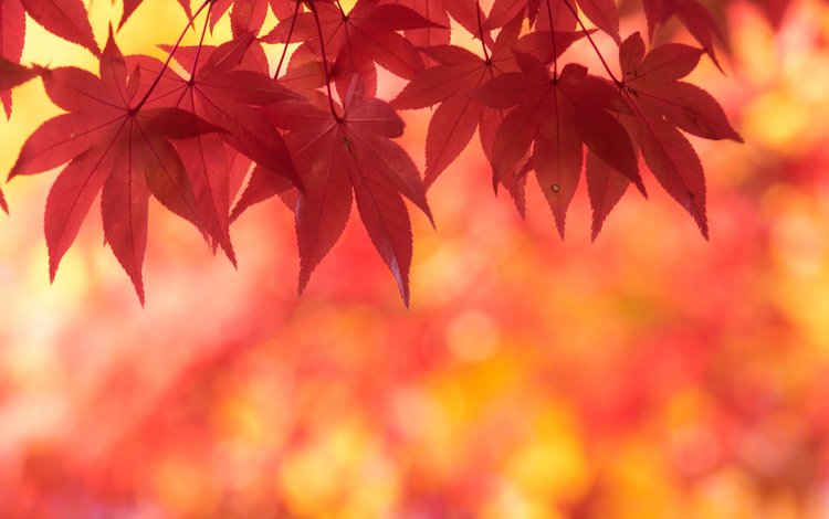 природа, листья, осень, клен, кленовый лист, осенние листья, багряный, nature, leaves, autumn, maple, maple leaf, autumn leaves, scarlet