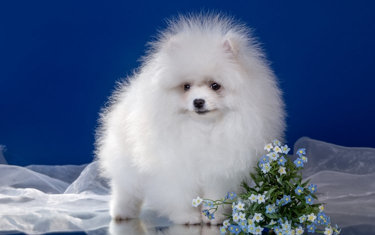 цветы, пушистый, белый, щенок, шпиц, flowers, fluffy, white, puppy, spitz
