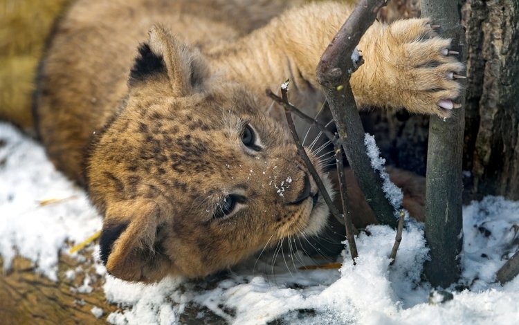 снег, хищник, когти, лев, малыш, львёнок, милый, snow, predator, claws, leo, baby, lion, cute