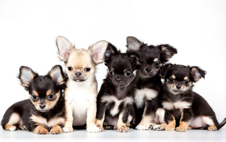 щенки, милые, чихуахуа, квинтет, puppies, cute, chihuahua, quintet