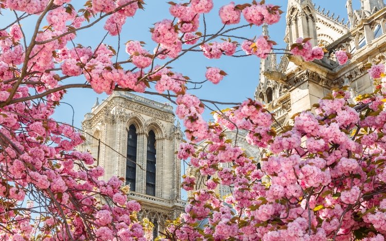 собор, париж, весна, сакура, cathedral, paris, spring, sakura