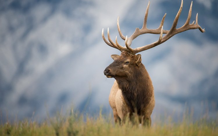 природа, олень, лето, рога, nature, deer, summer, horns