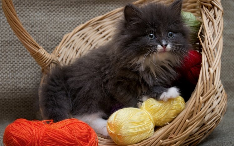кошка, котенок, пушистый, корзина, нитки, cat, kitty, fluffy, basket, thread