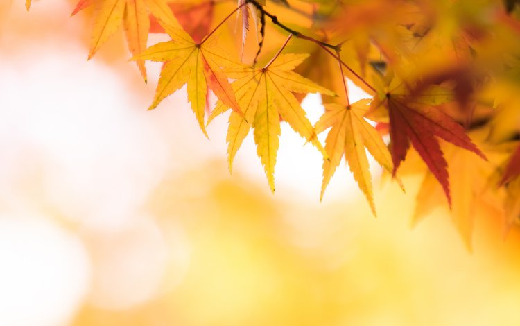 природа, желтый, листья, осень, клен, кленовый лист, боке, nature, yellow, leaves, autumn, maple, maple leaf, bokeh