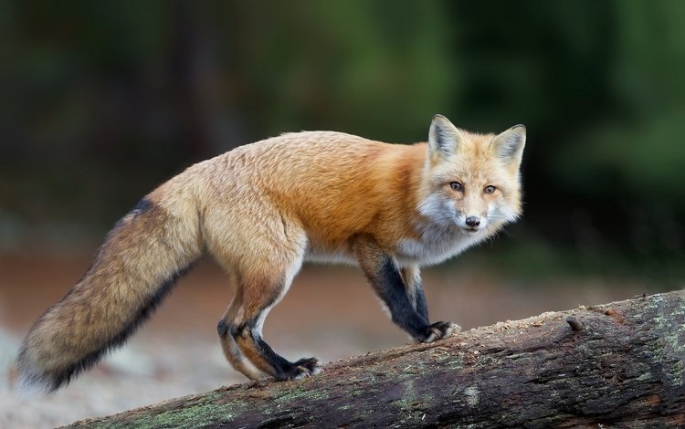 взгляд, рыжая, лиса, хищник, лисица, хвост, look, red, fox, predator, tail