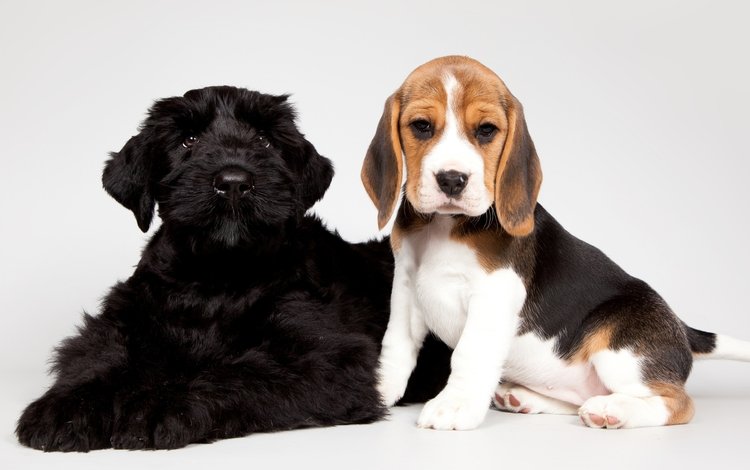 черный, щенки, малыши, бигль, пятнистый, black, puppies, kids, beagle, spotted
