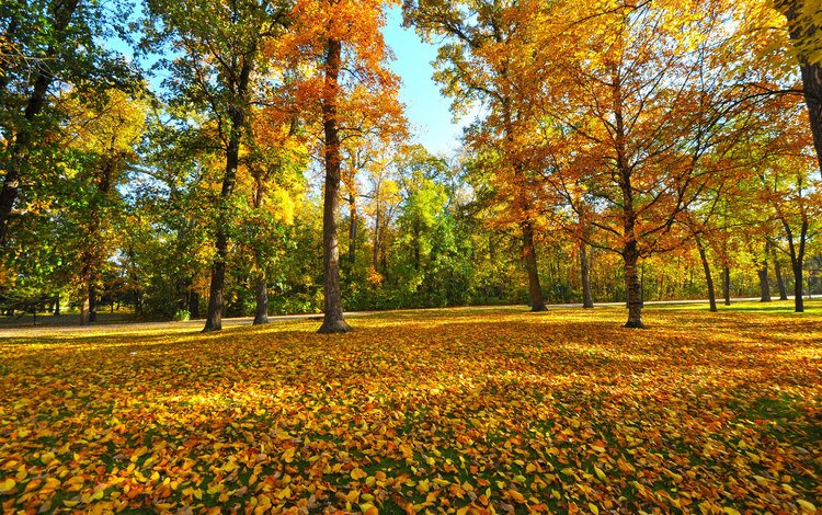 деревья, листья, парк, осень, trees, leaves, park, autumn
