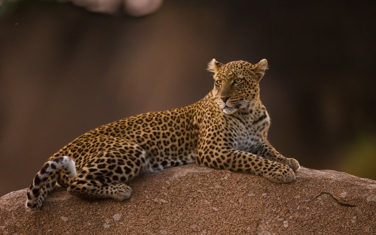 леопард, пятна, хищник, leopard, spot, predator