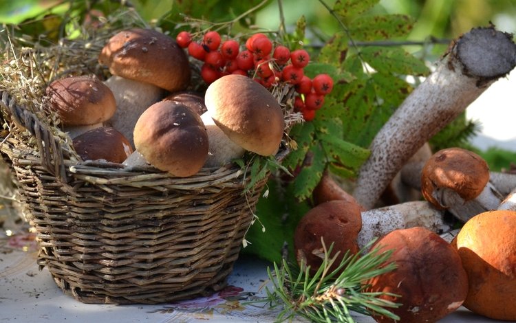 грибы, корзина, рябина, боровики, mushrooms, basket, rowan