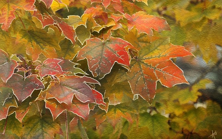 листья, осень, клен, leaves, autumn, maple