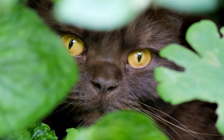 глаза, листья, кот, мордочка, взгляд, маскировка, eyes, leaves, cat, muzzle, look, disguise