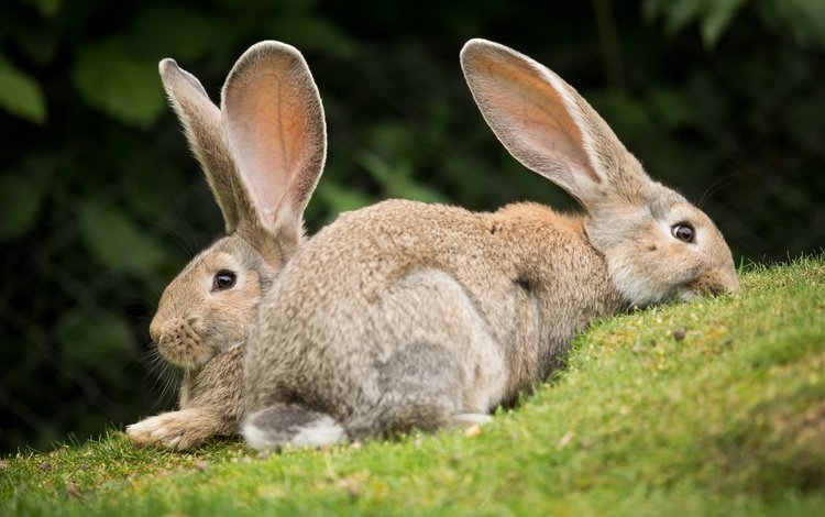 трава, пара, кролики, grass, pair, rabbits