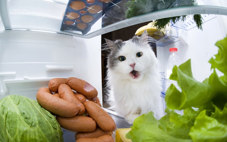 кот, кошка, холодильник, капуста, сосиски, cat, refrigerator, cabbage, sausage