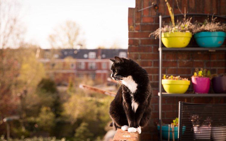 кот, взгляд, сидит, балкон, cat, look, sitting, balcony