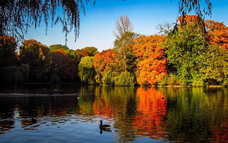 деревья, озеро, осень, утки, индия, осен, trees, lake, autumn, duck, india