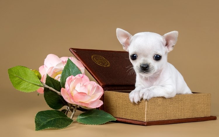 цветы, щенок, коробка, милый, чихуахуа, flowers, puppy, box, cute, chihuahua