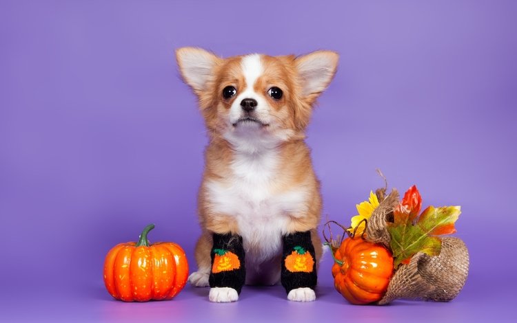 листья, собака, щенок, носки, тыква, чихуахуа, leaves, dog, puppy, socks, pumpkin, chihuahua