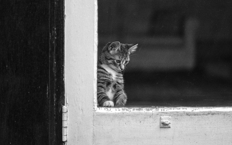 глаза, кот, окно, стекло, eyes, cat, window, glass