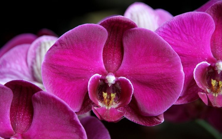 макро, лепестки, орхидея, фаленопсис, малиновый, macro, petals, orchid, phalaenopsis, raspberry
