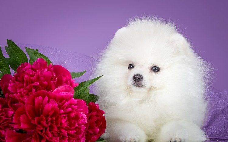 цветы, мордочка, взгляд, белый, собака, щенок, пионы, шпиц, flowers, muzzle, look, white, dog, puppy, peonies, spitz