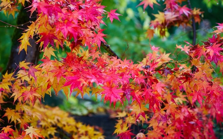 дерево, листья, осень, клен, яркий, багряный, tree, leaves, autumn, maple, bright, scarlet